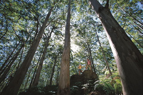 Leeuwin-Naturaliste National Park - Leeuwin - Accommodation Yamba 0