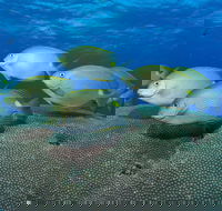 Lodestone Reef - Accommodation Yamba