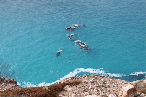 Nullarbor National Park - Accommodation Yamba 0