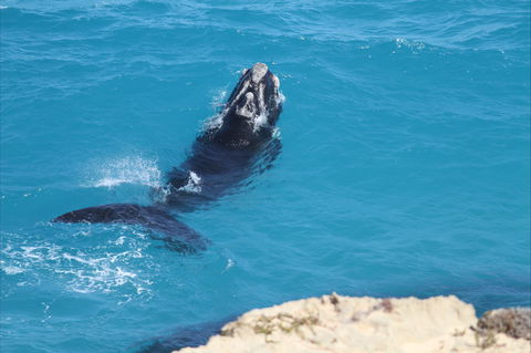 Nullarbor National Park - Accommodation Yamba 2