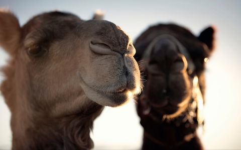 Outback Camel Festival Trail - Accommodation Yamba 0