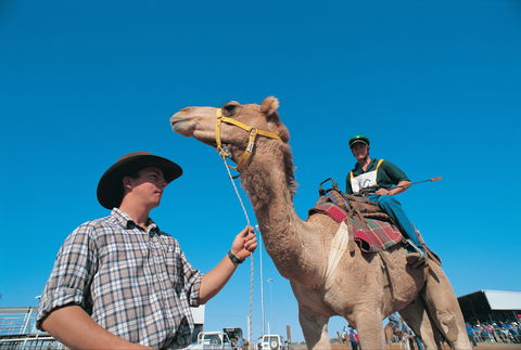 Outback Camel Festival Trail - Accommodation Yamba 1