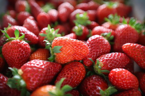 Ricardoes Tomatoes And Strawberries Farm, Port Macquarie - Accommodation Yamba 1