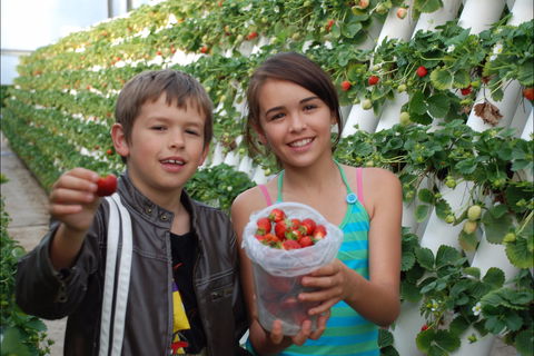 Ricardoes Tomatoes And Strawberries Farm, Port Macquarie - Accommodation Yamba 2