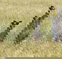 Woodlands Historic Park - Accommodation Yamba