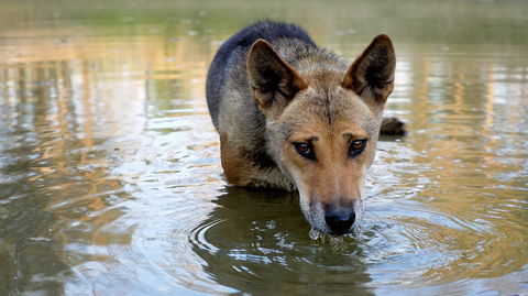 Durong Dingo Sanctuary - Accommodation Yamba 1