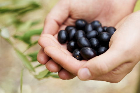 Eat, Pick, Grow Trail - Wanneroo And Chittering - Accommodation Yamba 0