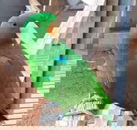 Eyre Reptile  Wildlife Park - Accommodation Yamba