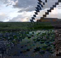 Fogg Dam Conservation Reserve - Accommodation Yamba