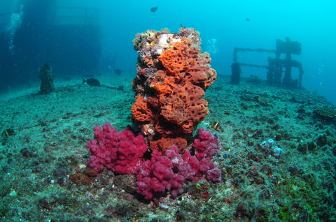 HMAS Brisbane Dive Site - Accommodation Yamba 0
