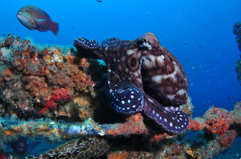 HMAS Brisbane Dive Site - Accommodation Yamba 2