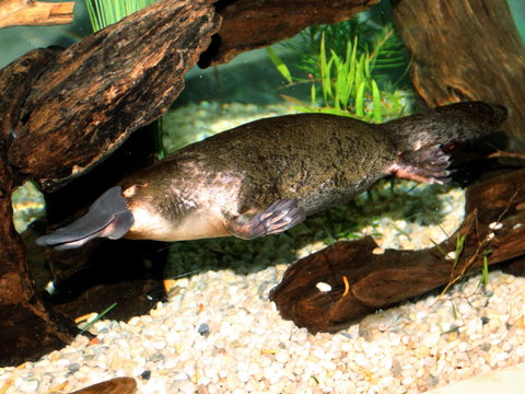 Platypus House - Accommodation Yamba 0