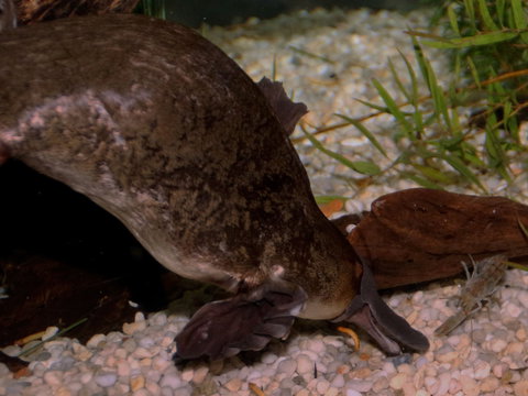 Platypus House - Accommodation Yamba 1