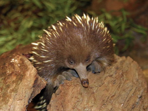 Platypus House - Accommodation Yamba 2