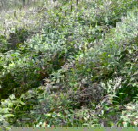 Snowgum Walking Track - Accommodation Yamba