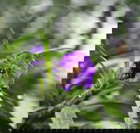 Swainsona Reserve - Accommodation Yamba