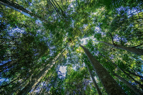 Thylogale Track - Accommodation Yamba 1