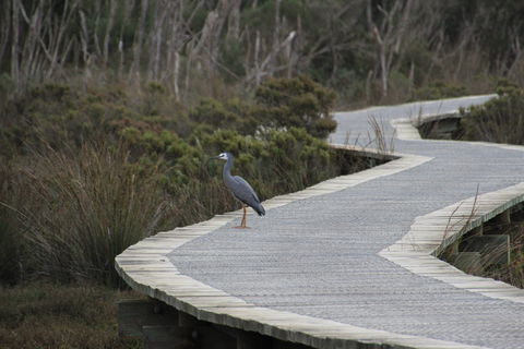 Warringine Park & Bittern Coastal Wetlands Boardwalk - Accommodation Yamba 1