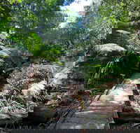 Wirrawilla Rainforest Walk - Accommodation Yamba