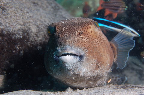 Amity Point Dive Site - Accommodation Yamba 0