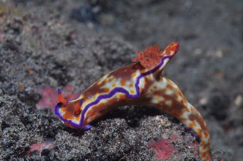 Amity Point Dive Site - Accommodation Yamba 1