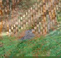 Boranup Karri Forest - Accommodation Yamba