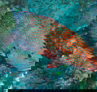 Cobia Hole Dive Site - Accommodation Yamba