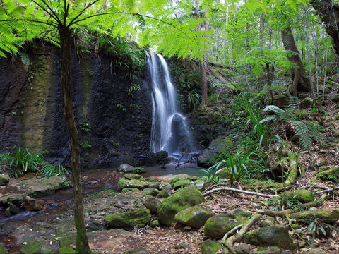 Gold Coast Hinterland Great Walk - Accommodation Yamba 1