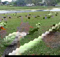 Gooseponds North Mackay - Accommodation Yamba