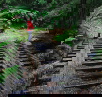 Montezuma Falls - Accommodation Yamba