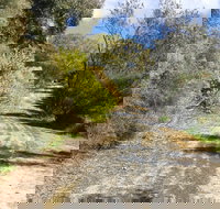 Naracoorte North Nature Park - Accommodation Yamba