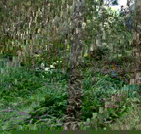 Nature Walking Track - Accommodation Yamba