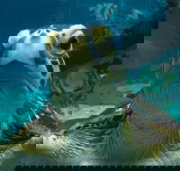 Reef HQ Aquarium - Accommodation Yamba