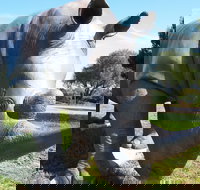 Tailem Bend Rhino Park and Dickson Reserve - Accommodation Yamba