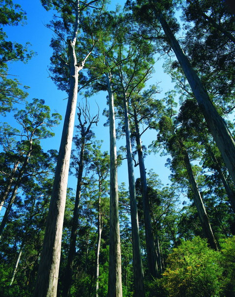 The Four Aces - Accommodation Yamba 0