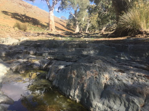 Three Creeks Station -Arkaroona Creek Walk - Accommodation Yamba 0