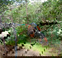 TreeTop Challenge - Accommodation Yamba