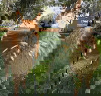 Visit an alpaca farm and get up and personal with these gentle and unique animals - Accommodation Yamba