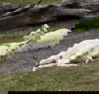 Yarra Valley Nocturnal Zoo - Accommodation Yamba