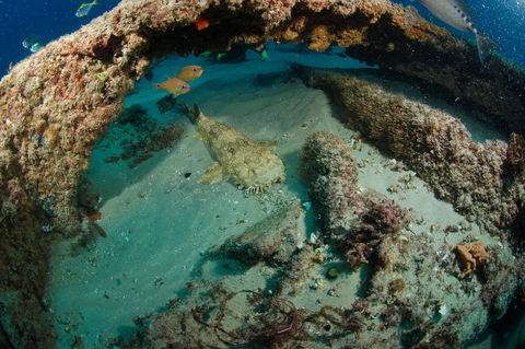 Aarhus Dive Site - Accommodation Yamba 2