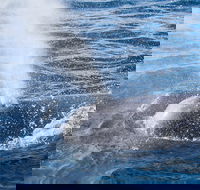 Bremer Bay Canyon - Accommodation Yamba