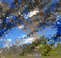 Euroa Arboretum - Accommodation Yamba