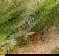 Grass Tree Circuit - Accommodation Yamba