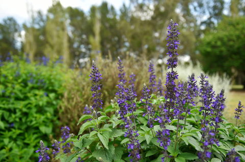 Picton Botanic Gardens - Accommodation Yamba 1