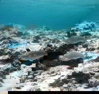 Purdy Point - Accommodation Yamba