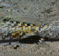 Shelving Beach Dive Site - Accommodation Yamba