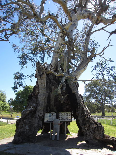 The Herbig Family Tree - Accommodation Yamba 0