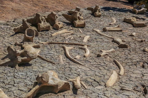 Australian Age Of Dinosaurs - Accommodation Yamba 2