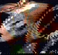 Carrowong Fauna Sanctuary - Accommodation Yamba