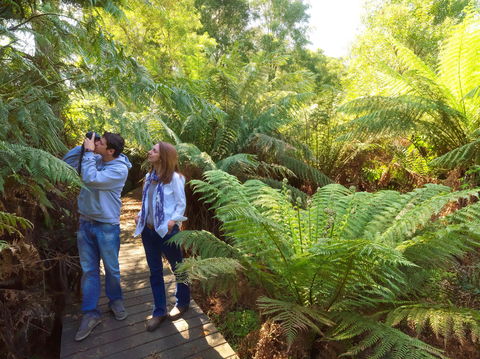 Endeavour Fern Gully Walks - Accommodation Yamba 0
